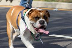 IMG_7377_1024x683